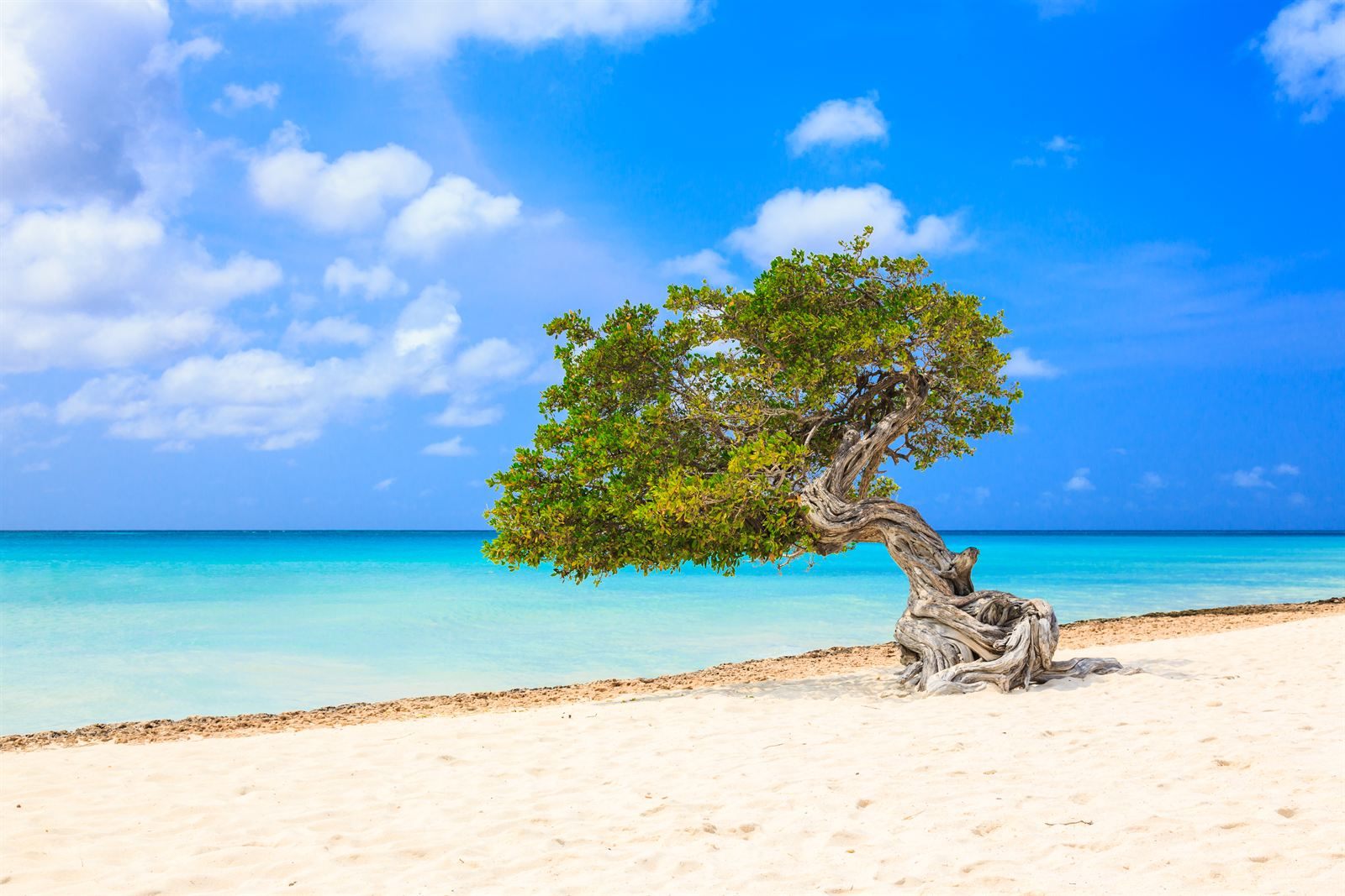A wind-bent tree on a white sand beach beside turquoise water in Aruba, one of the top things to do in the Caribbean